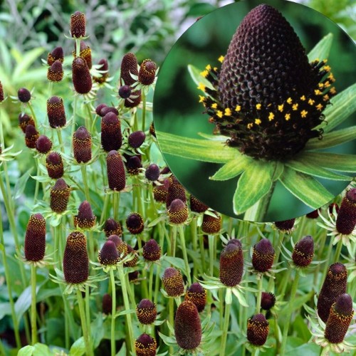 Rudbeckia occidentalis 'Green Wizard' - Lääne-päevakübar 'Green Wizard' P9/0,55L   